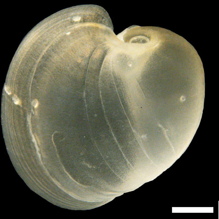 Bløtdyr: Philine ventricosa.