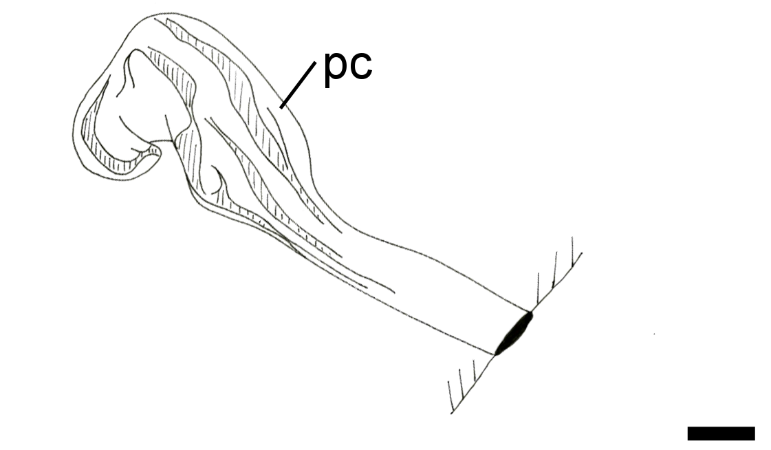 Bløtdyr: Roxania utriculus.