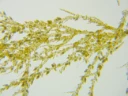 Havslislekta. Okeralger: Hincksia fuscata .