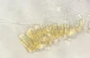 Okeralger: Laminariocolax atlanticus. Okeralger: Laminariocolax.