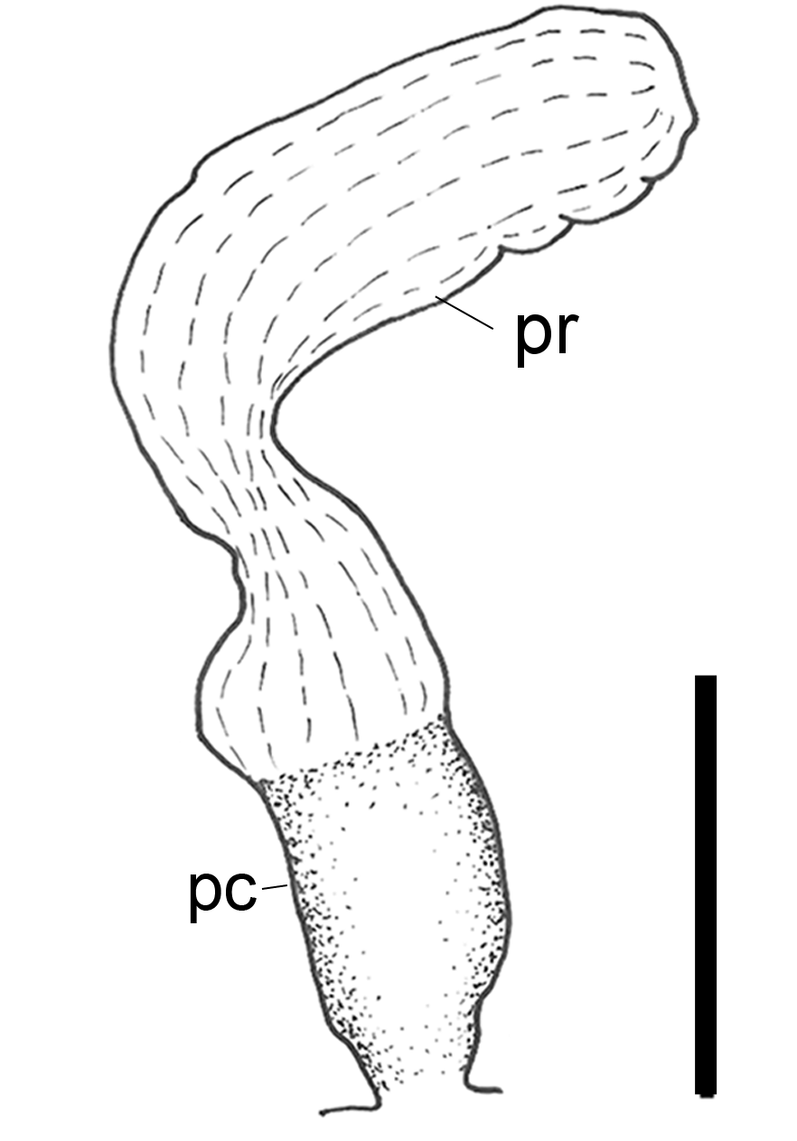 : Scaphander lignarius.