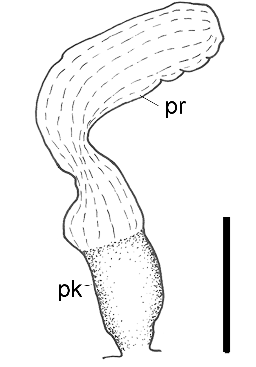 Bløtdyr: Scaphander lignarius.