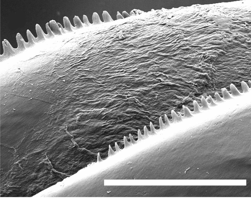 Bløtdyr: Scaphander lignarius.