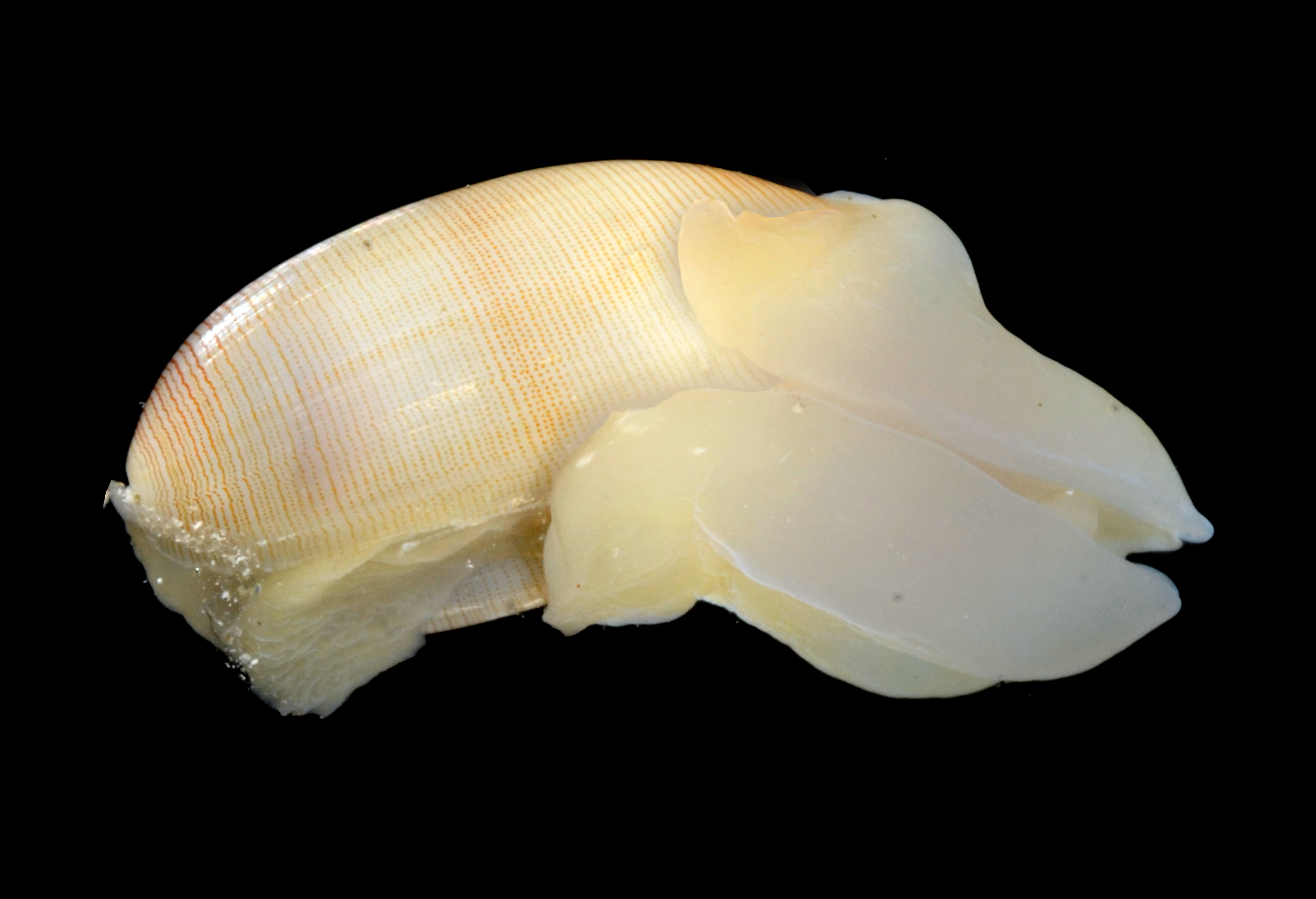 Bløtdyr: Roxania utriculus.