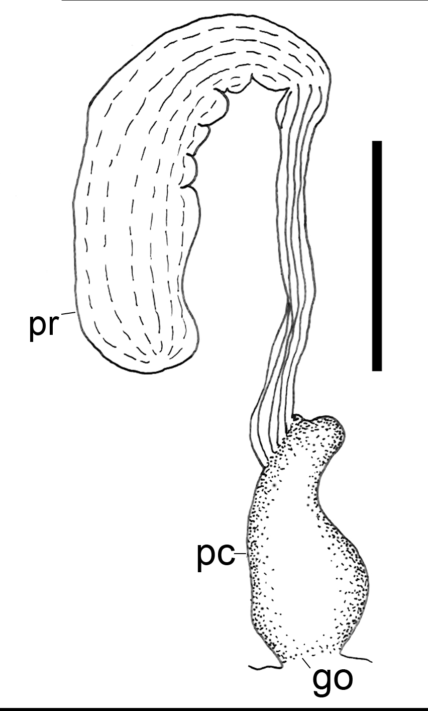 Boblesnegler: Scaphander punctostriatus.