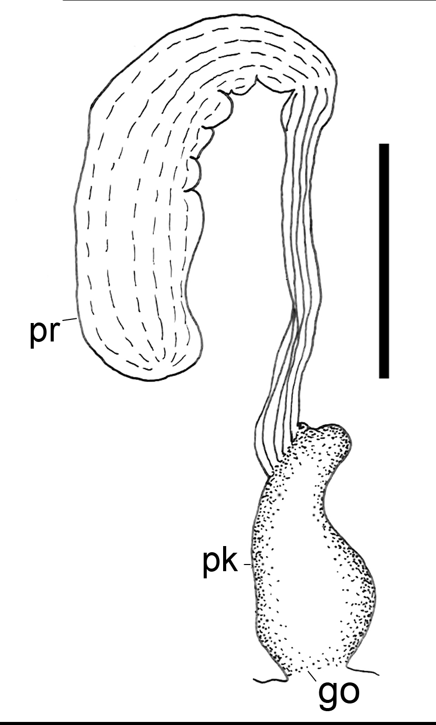 Bløtdyr: Scaphander punctostriatus.