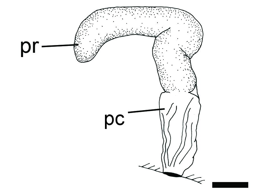 Boblesnegler: Toledonia limnaeoides.