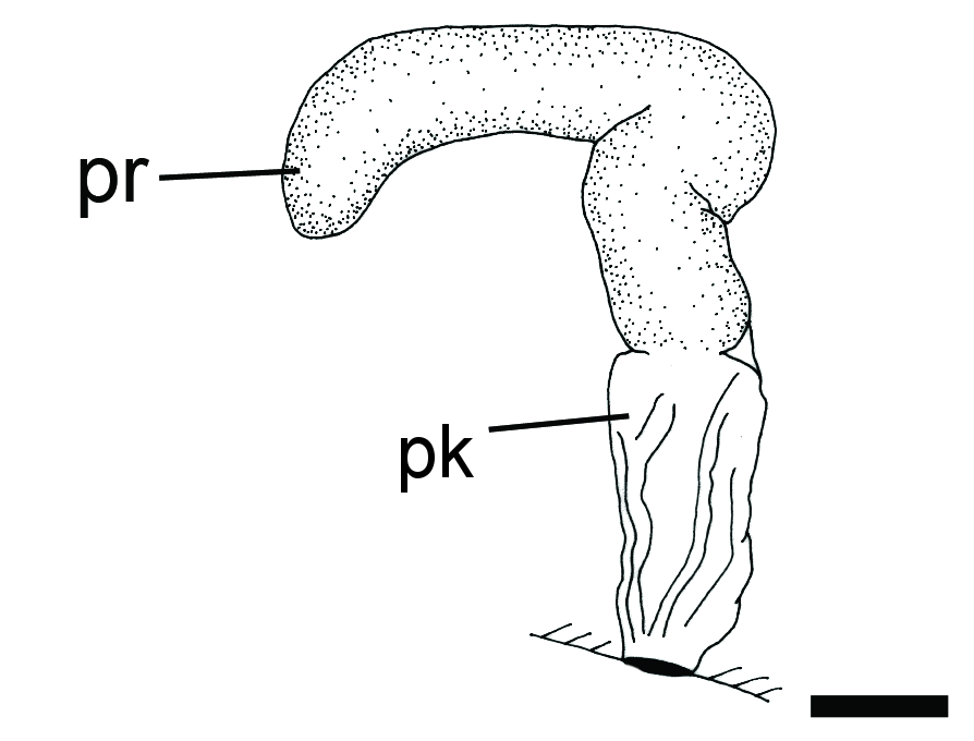 Bløtdyr: Toledonia limnaeoides.