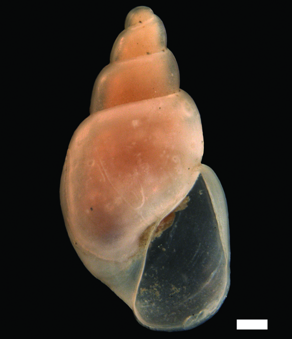 Bløtdyr: Toledonia limnaeoides.