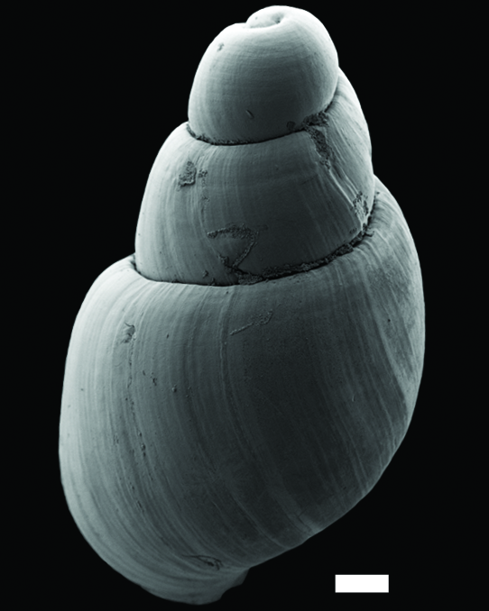 Bløtdyr: Toledonia limnaeoides.