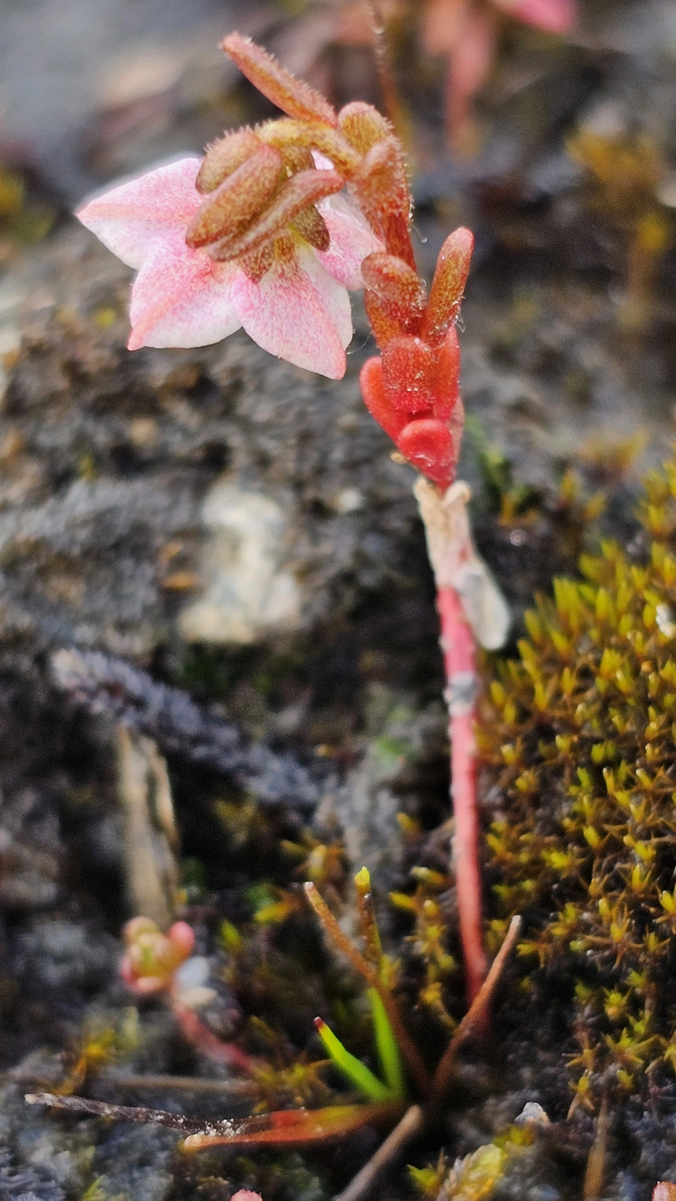 Lodnebergknapp.