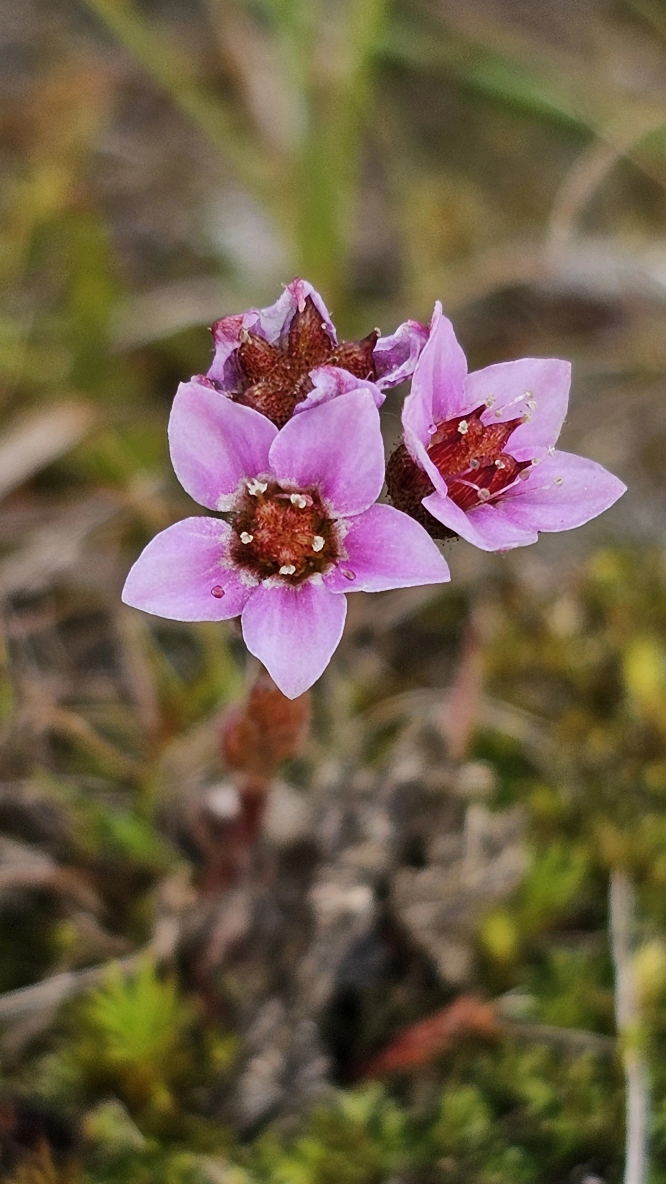 Lodnebergknapp.