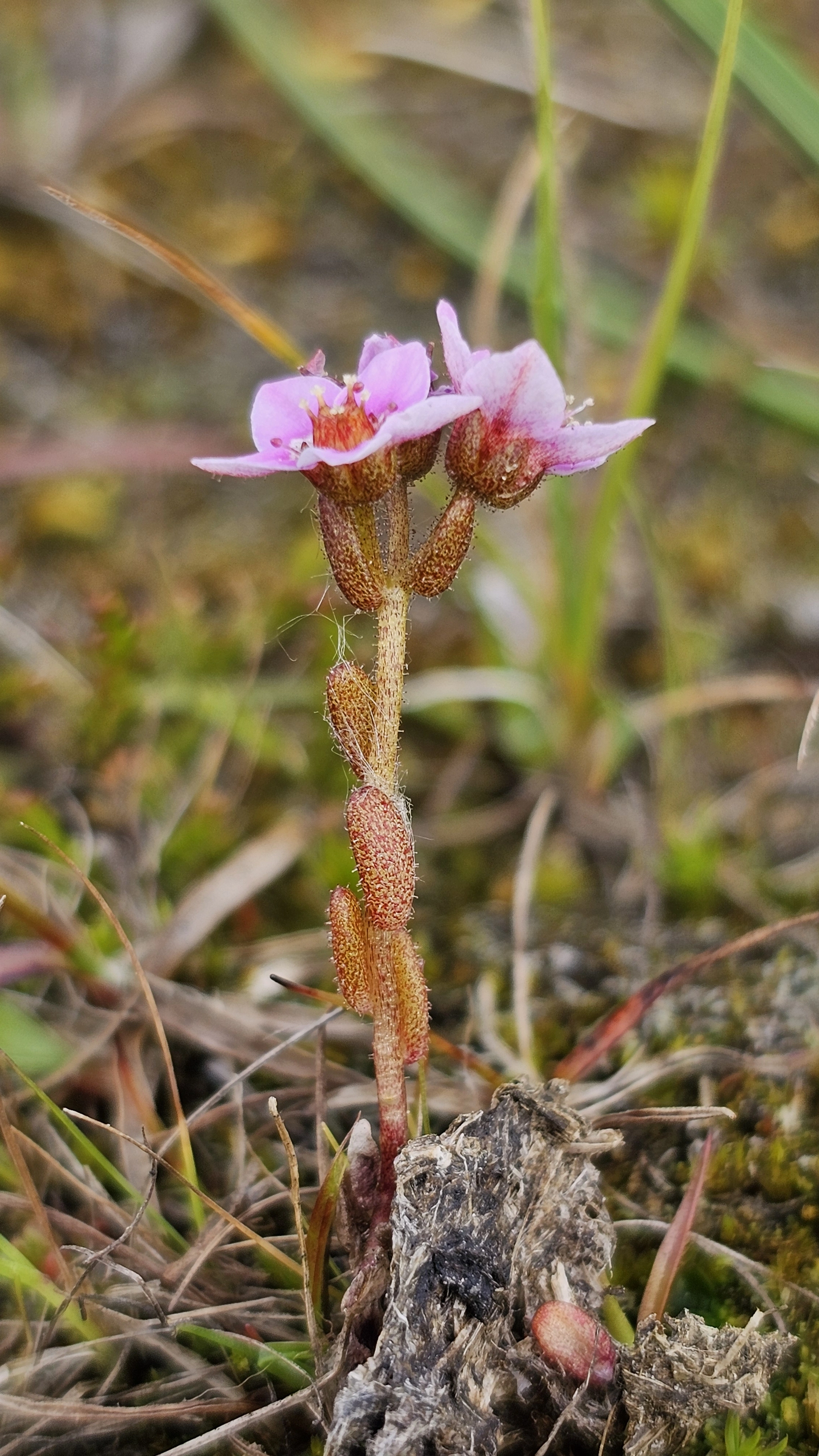 Lodnebergknapp.