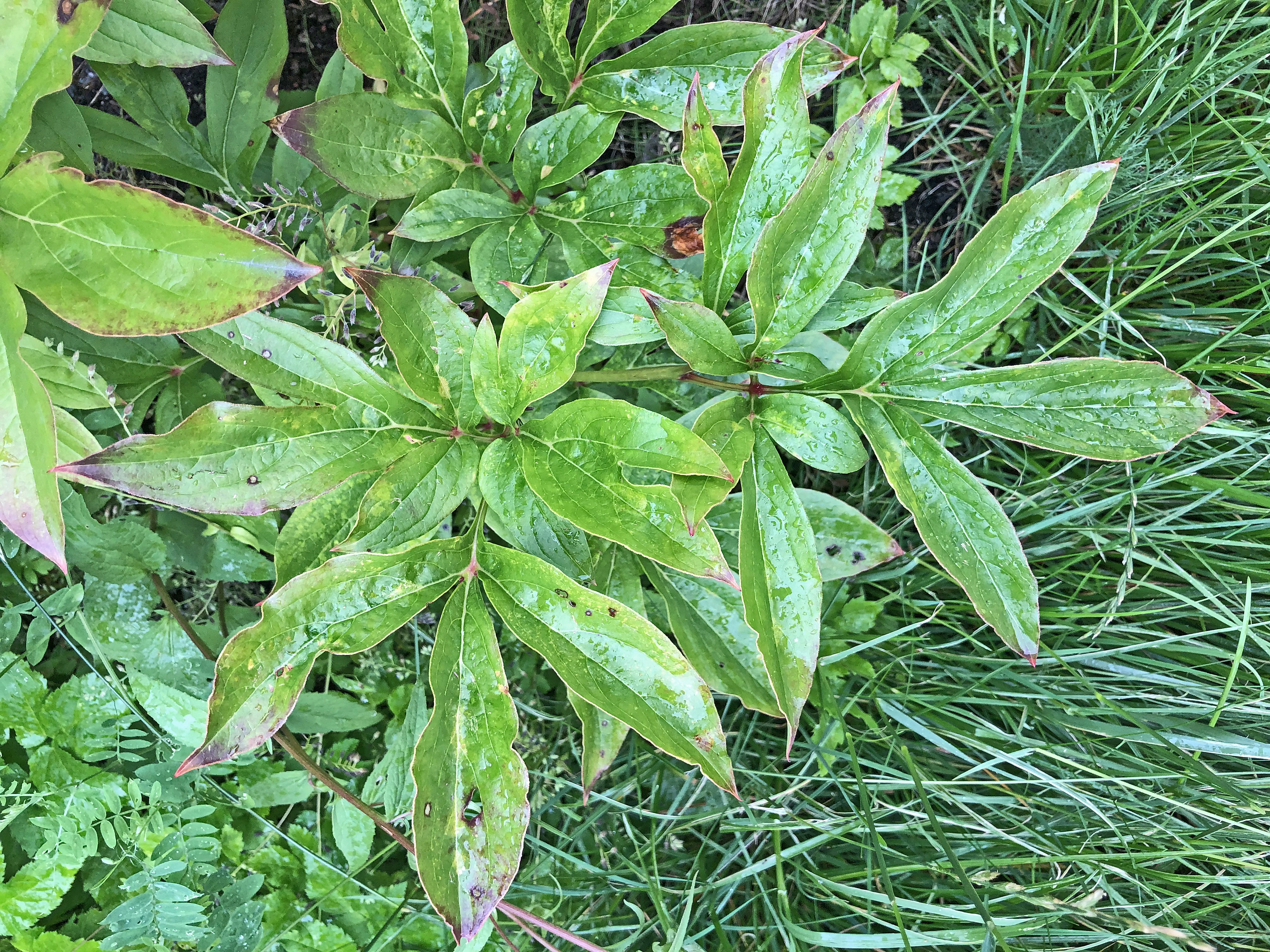 Bondepion.