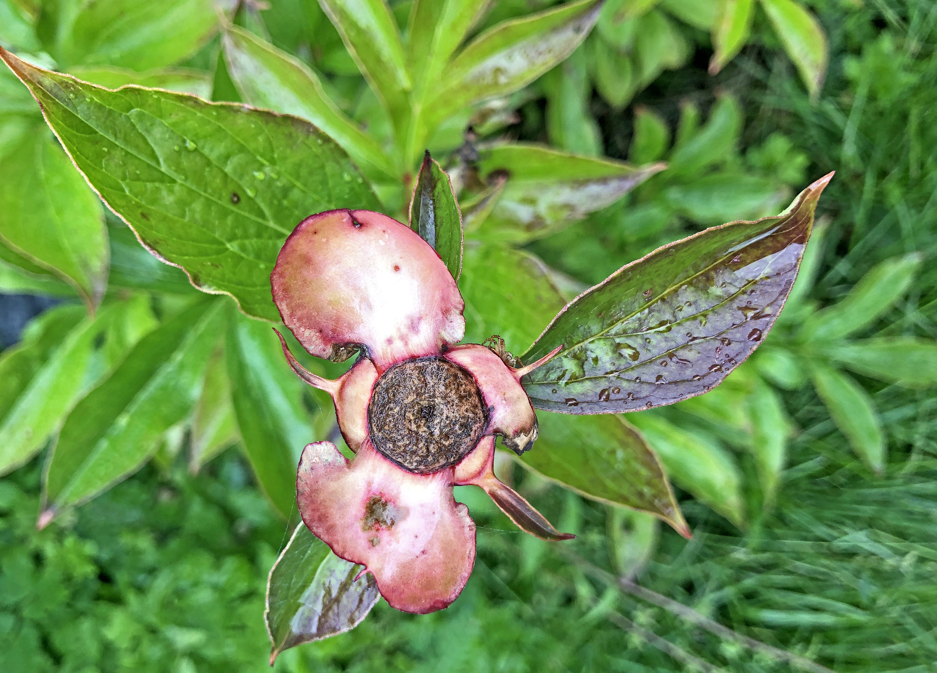 Bondepion.