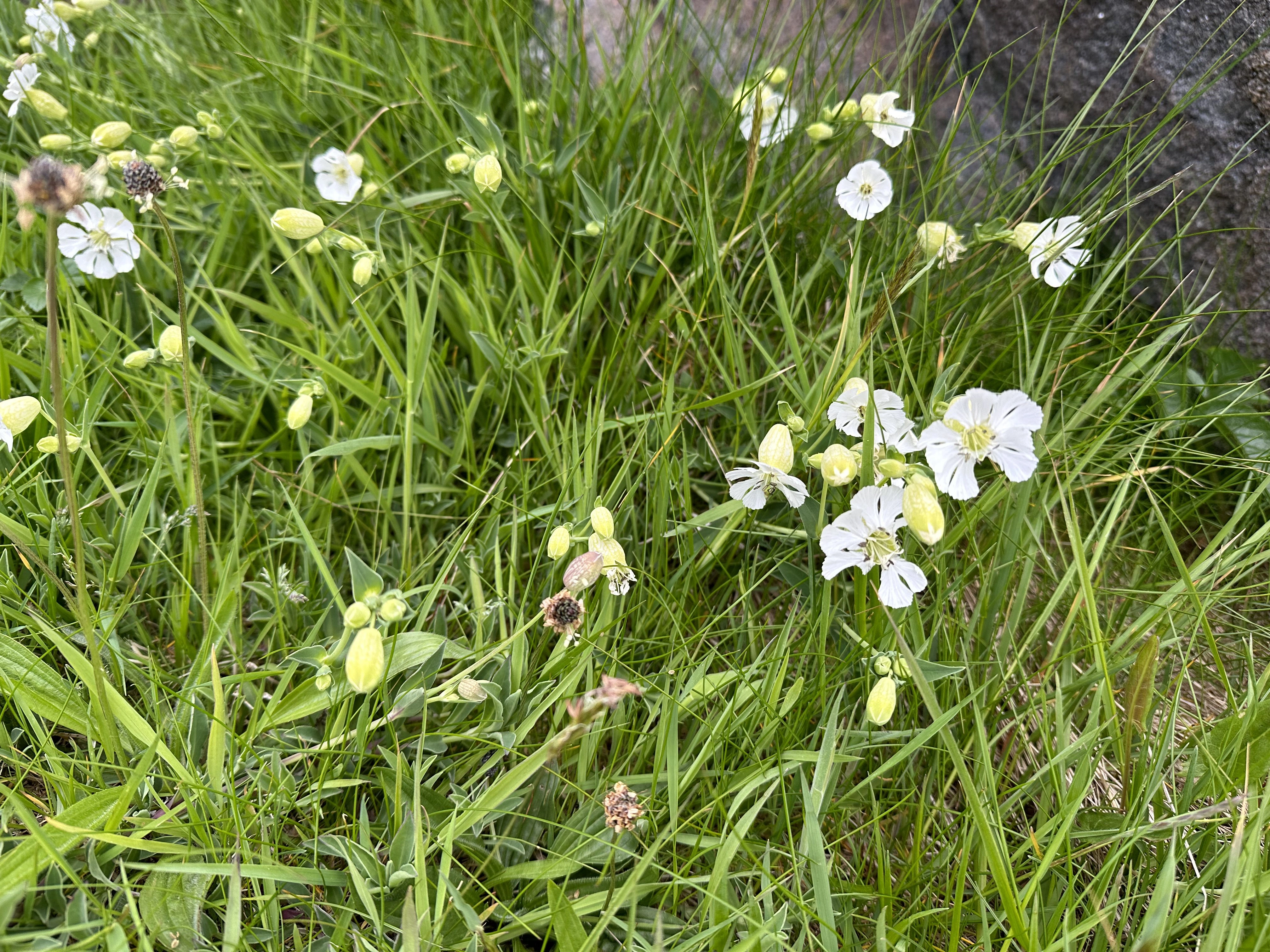 Strandsmelle.