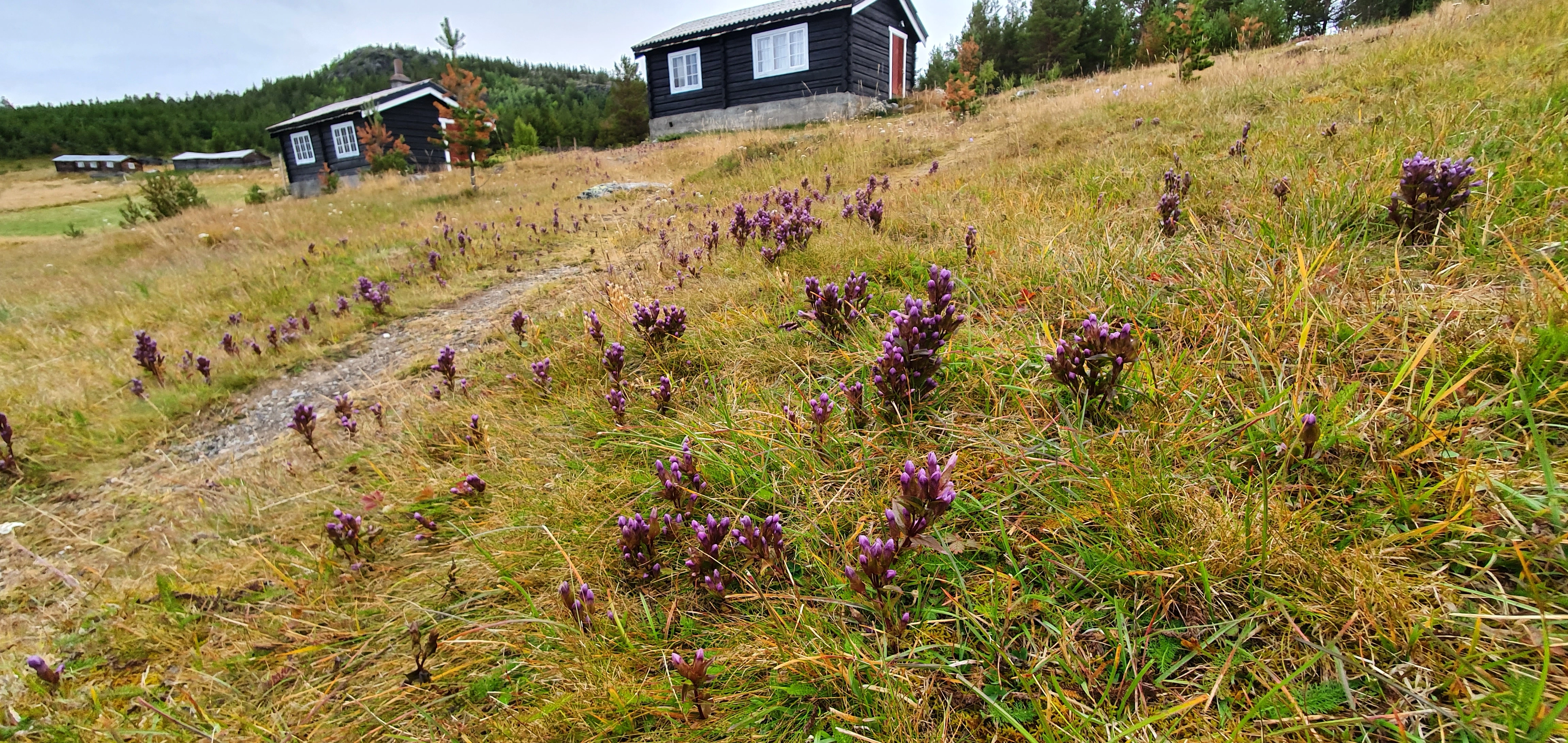 Fjellbakkesøte.