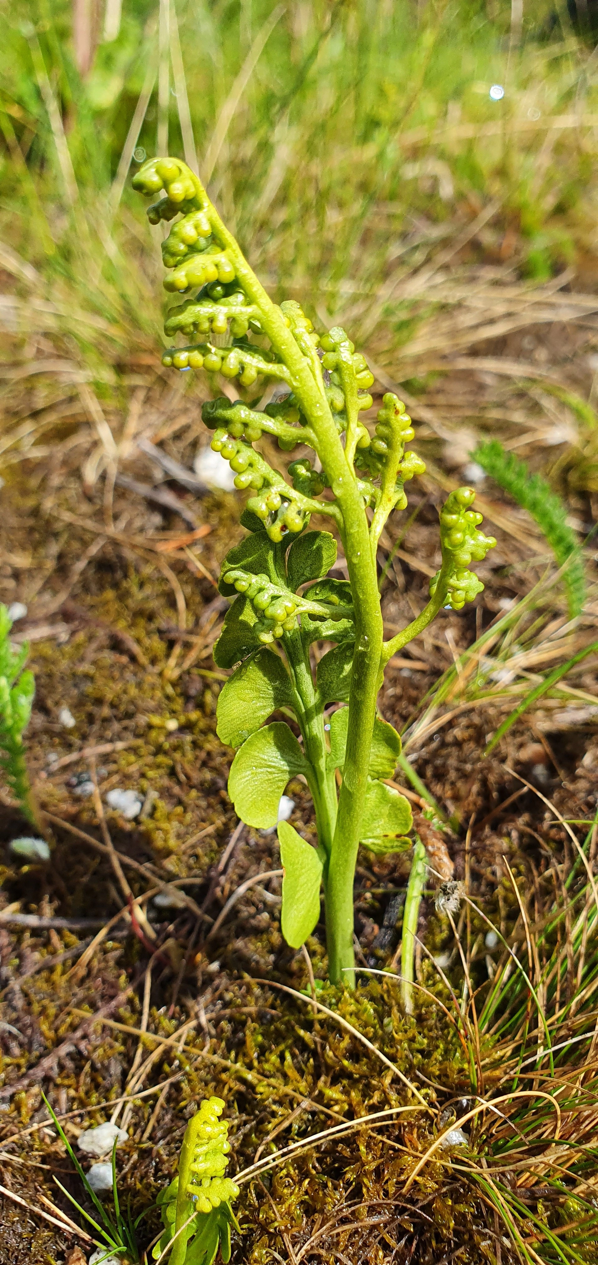 Marinøkkel.