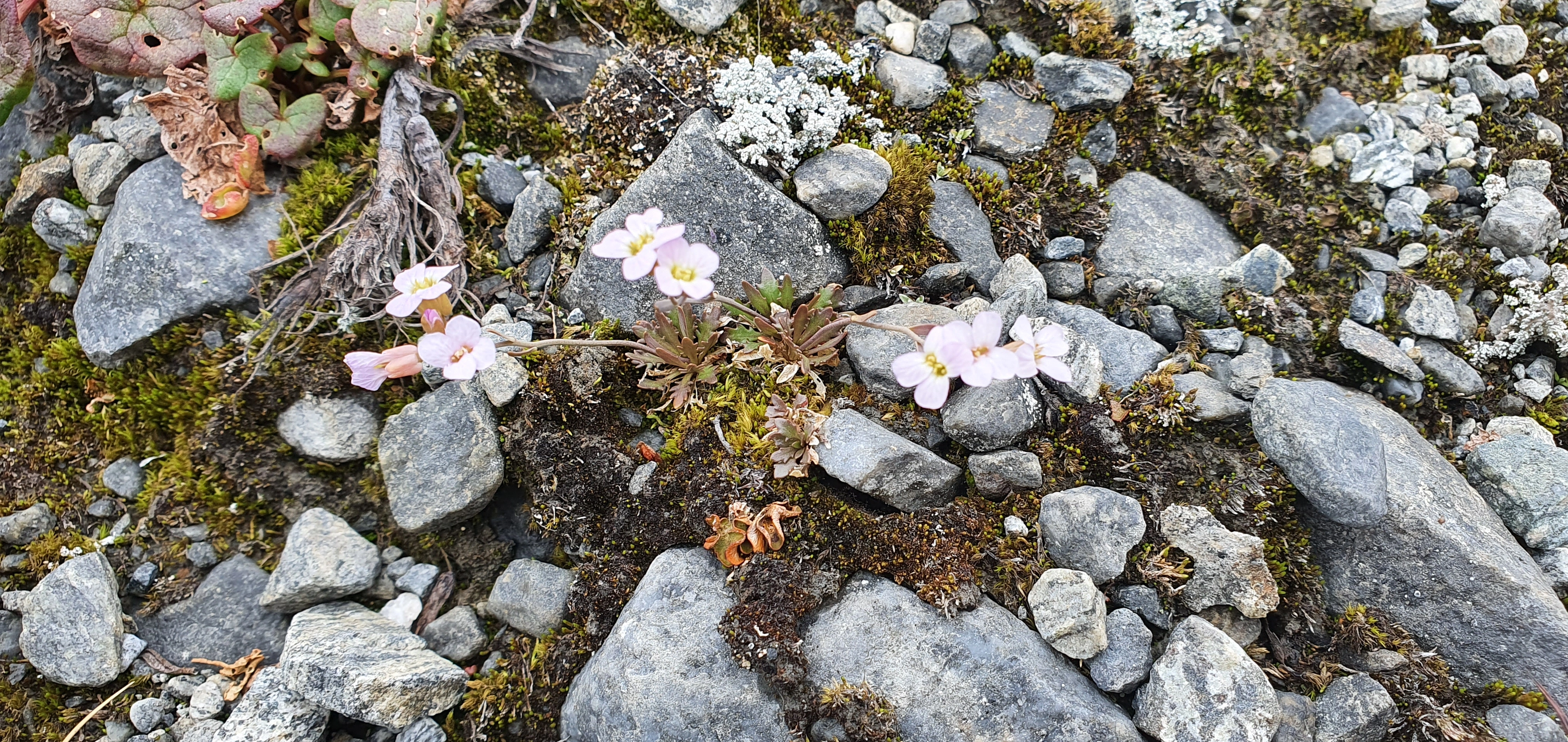 Aurskrinneblom.