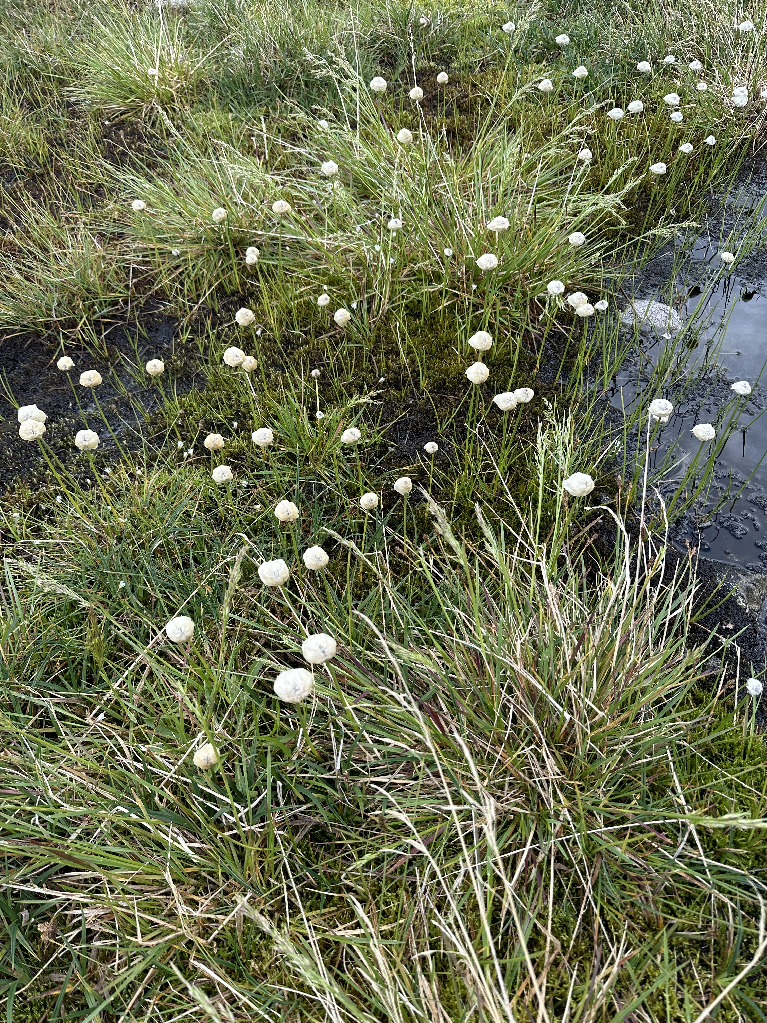 Fjellsnøull.