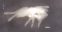Leddspretthaler: Protaphorura pseudovanderdrifti.