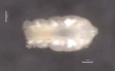 Leddspretthaler: Protaphorura pseudovanderdrifti.