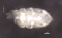 Leddspretthaler: Protaphorura pseudovanderdrifti.