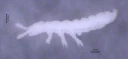 Leddspretthaler: Protaphorura macfadyeni.