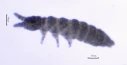 Leddspretthaler: Friesea mirabilis.