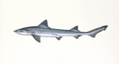 Hvitflekket glatthai