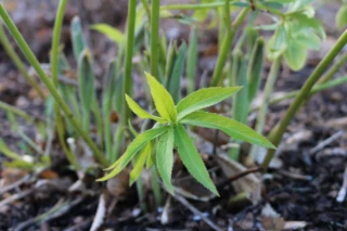Tofrøbladete planter: Helleborus odorus .
