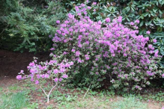Tofrøbladete planter: Rhododendron mucronulatum .