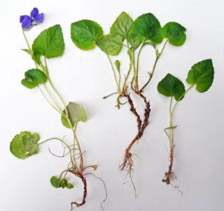 Skogfiol.