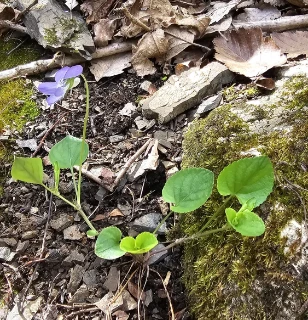 Skogfiol.