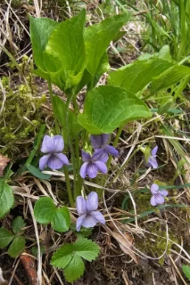 Krattfiol.