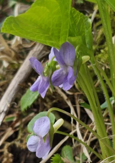 Krattfiol.