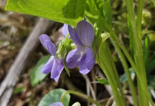 Krattfiol.