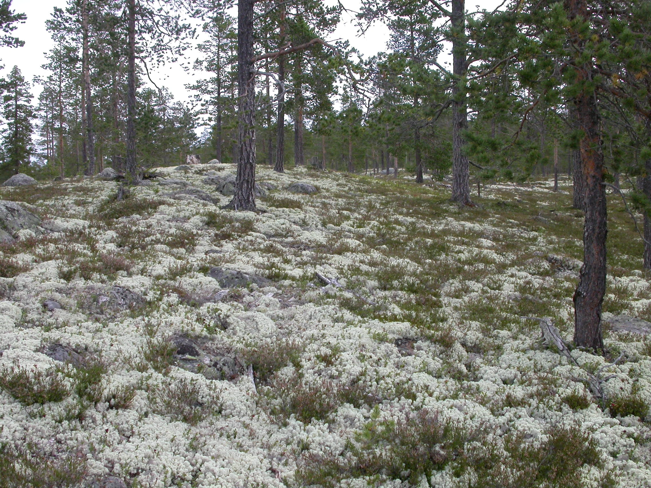 NiN-3.0-T-C-PE-NA-MB-TB01-M020-04 Lyng- og lavskog.