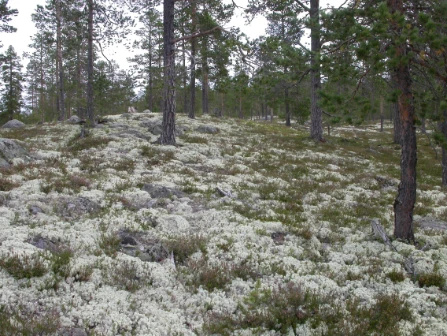 Bilde av Lyng- og lavskog
