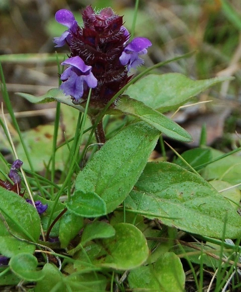 Blåkoll.