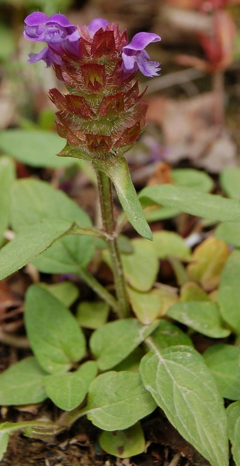 Blåkoll.