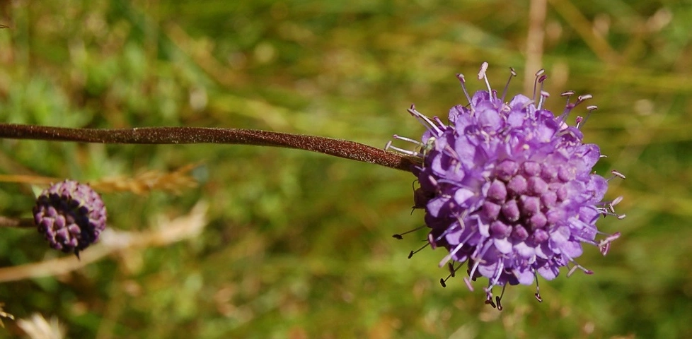 Blåknapp.