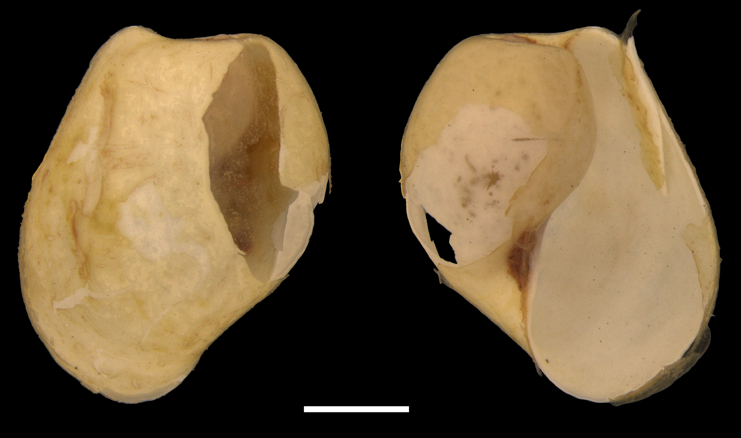 Boblesnegler: Diaphana glacialis.