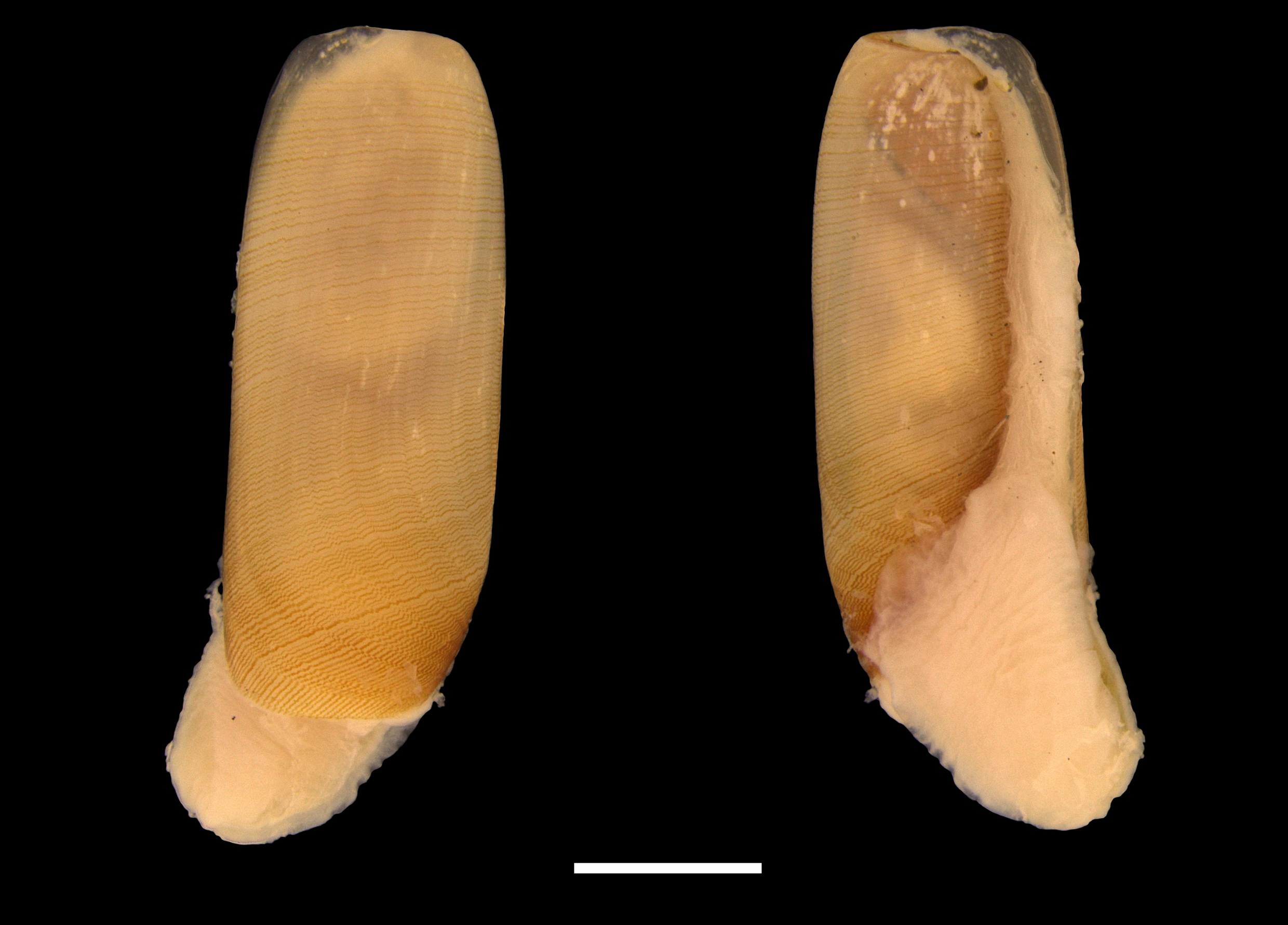 Bløtdyr: Cylichna cylindracea.