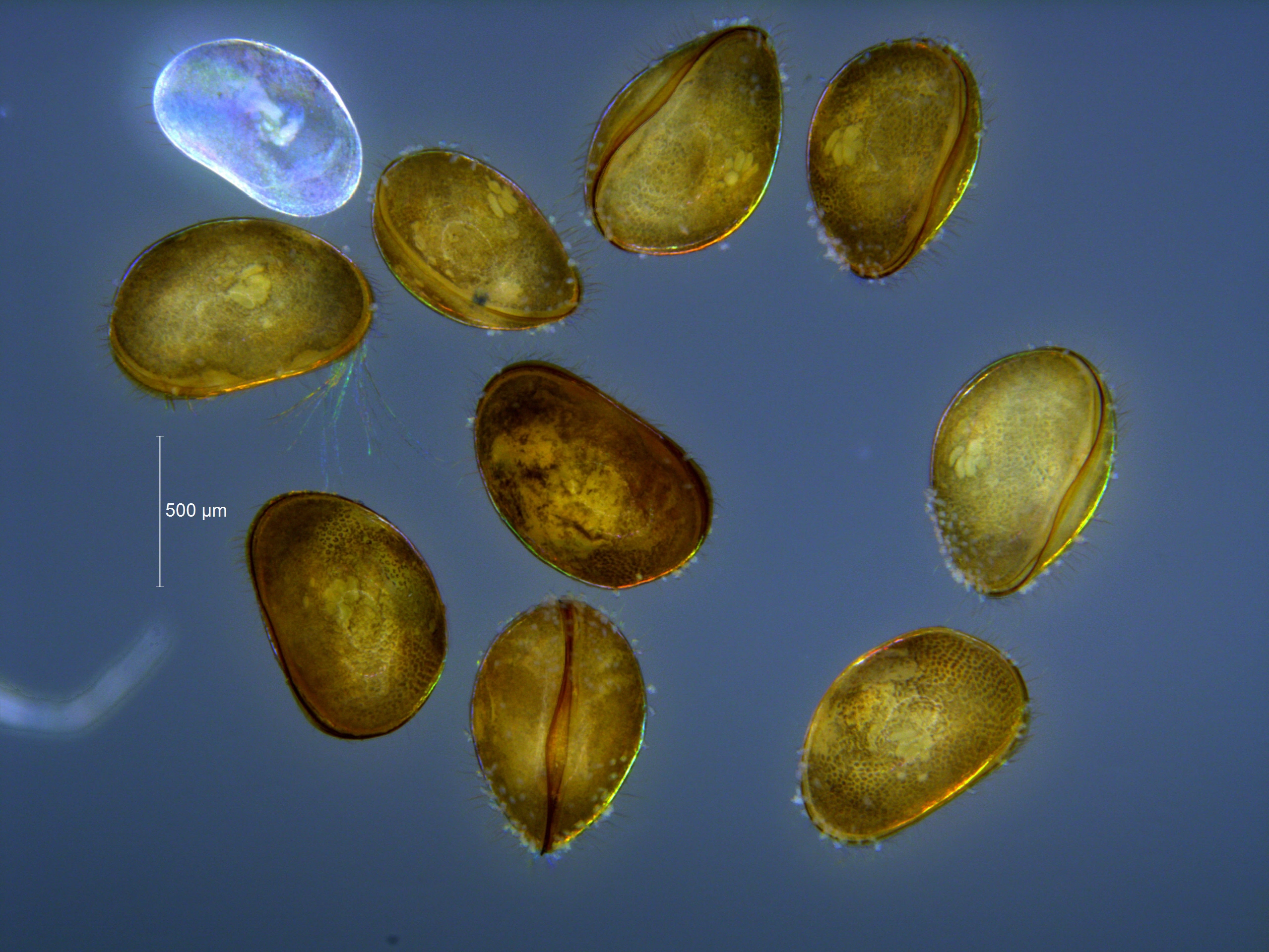 Muslingkreps: Cyclocypris globosa.