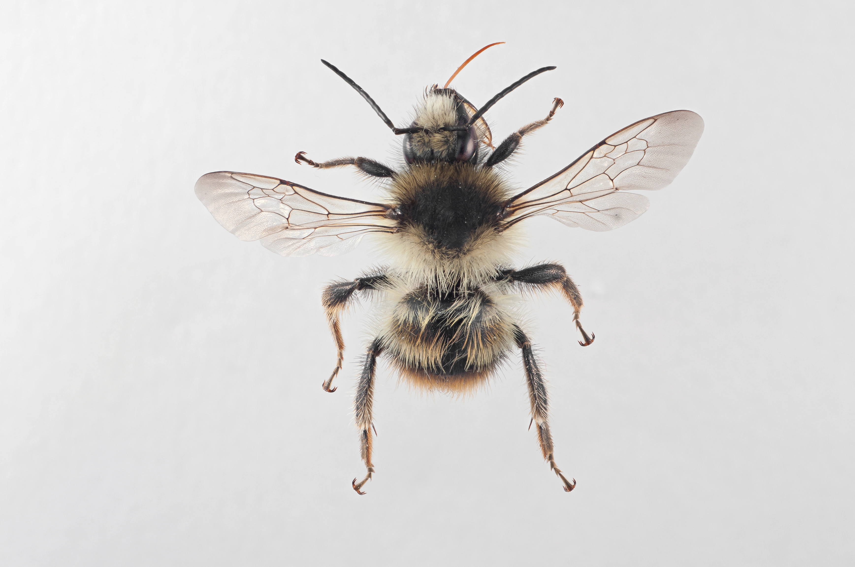 Bombus consobrinus Dahlbom