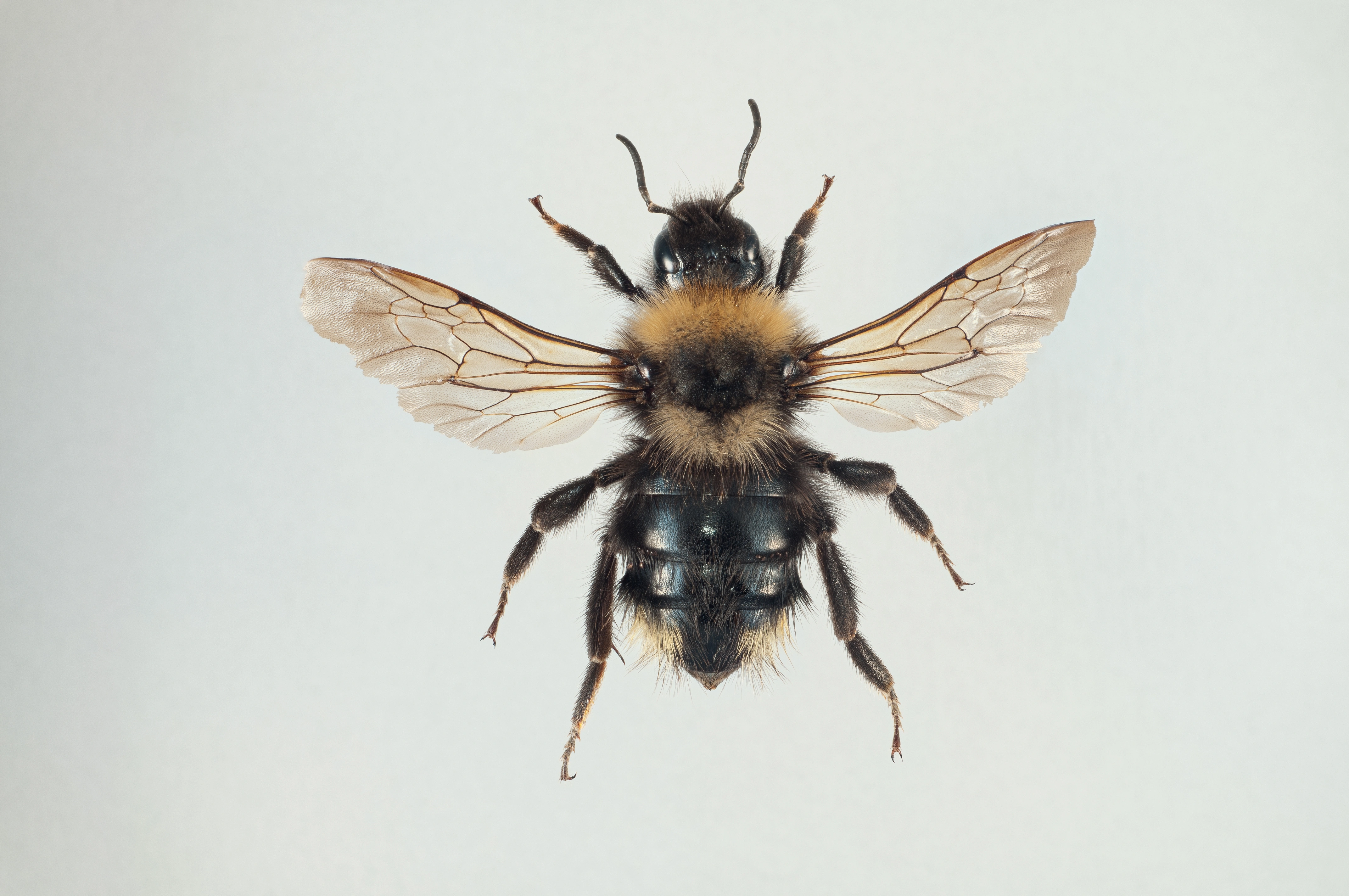 Bombus Campestris