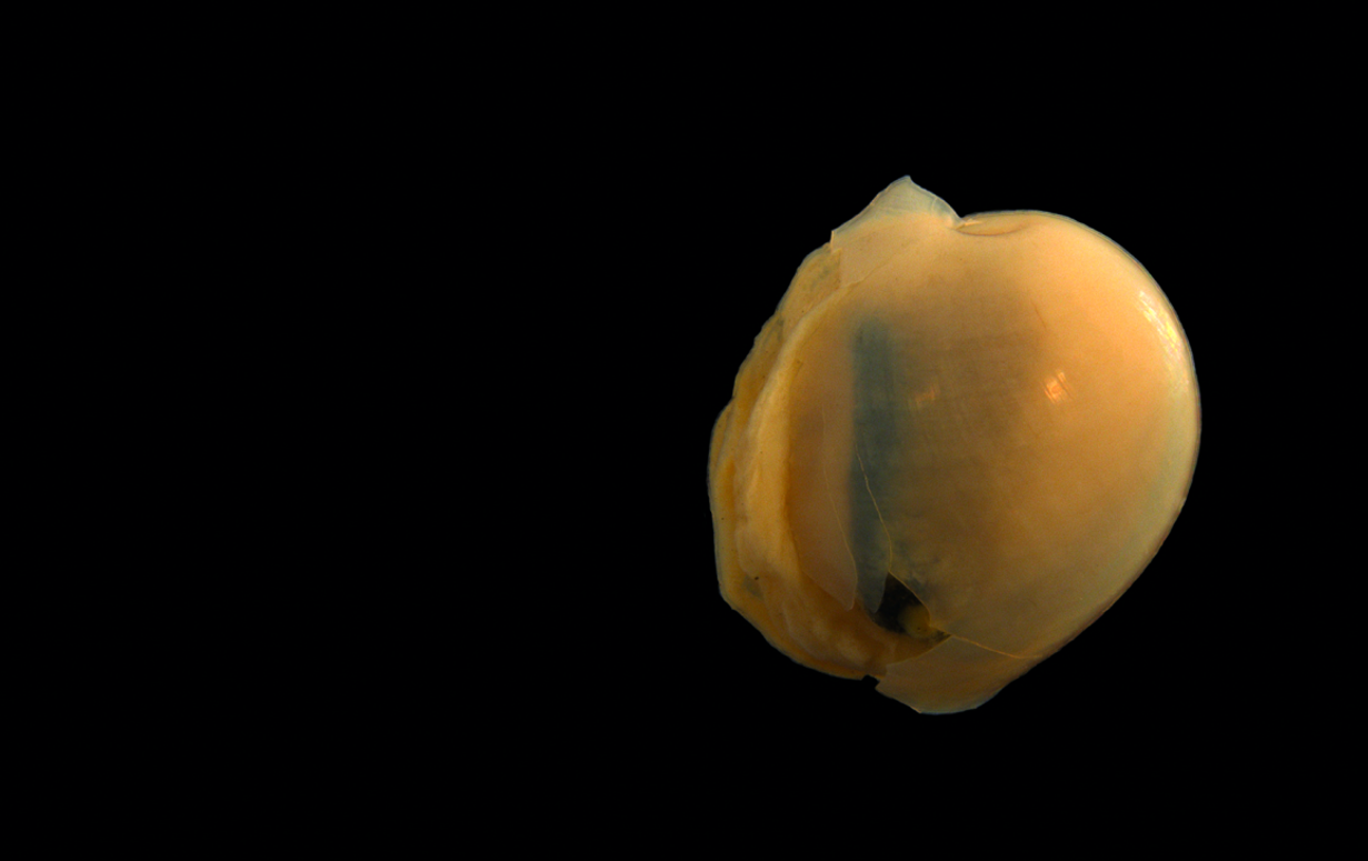 Bløtdyr: Diaphana hiemalis.