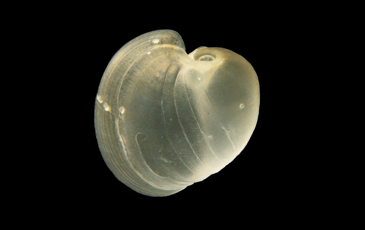 Bløtdyr: Philine ventricosa.