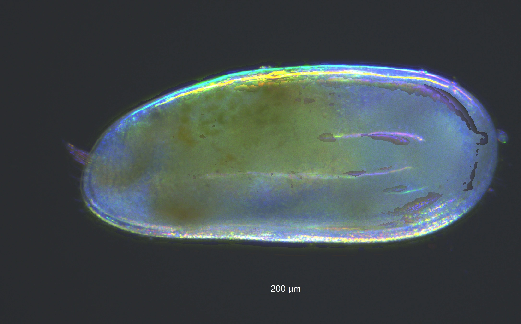 Muslingkreps: Darwinula stevensoni.